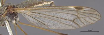 Media type: image;   Entomology 10354 Aspect: Wing front